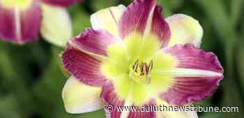 Ask a Master Gardener: Divide daylilies in early spring — unless soil soggy - Duluth News Tribune