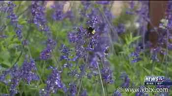 Weekend Gardener: Pollinators - KBTX