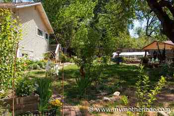 A Master Gardener’s Seasonal Lawn - MyMotherLode.com