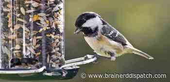 Ask the Master Gardener: It's OK to feed birds with new seed from a clean feeder - Brainerd Dispatch