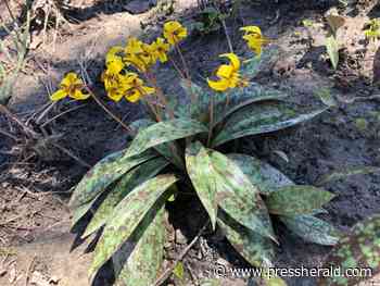 Maine Gardener: Natives (and a few others) to grow in your shade garden - Press Herald