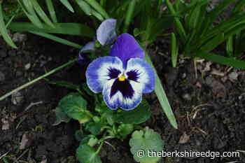 GARDENER'S CHECKLIST: Week of May 12, 2022 - theberkshireedge.com