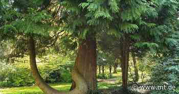 Stadtleben stresst Bäume: So soll Mindens Grün erhalten werden - Mindener Tageblatt