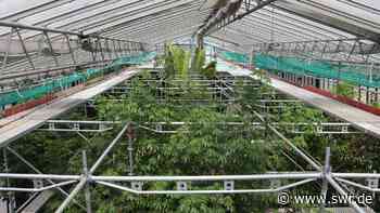 Luisenpark Mannheim: Pflanzenschauhaus wird saniert - SWR Aktuell