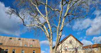 Käfertal: Quartier mit vielen Gesichtern - Mannheim - DIE RHEINPFALZ - Rheinpfalz.de
