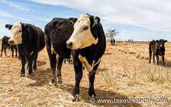 Scharbauer Cattle Company Creates a Model for Ranch-to-Retail Beef - Texas Monthly