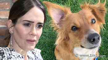 Sarah Paulson Begging People to Help Find Dog and Dognapper