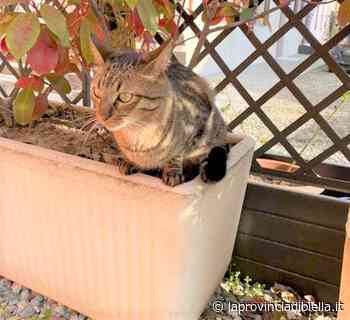 SOS Animali: famiglia cerca il proprio gatto, zona Mottalciata centro - La Provincia di Biella