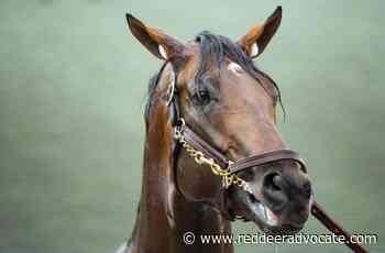 Epicenter is 6-5 favorite for Preakness without Rich Strike - Red Deer Advocate