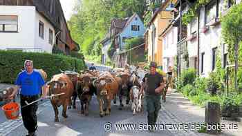 Beihinger Weideauftrieb: Thomas Burkhardt bringt Tiere ins Sommerquartier