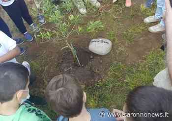In dono alle scuole primarie di Saronno piante di ulivo come simbolo di pace - SaronnoNews.it