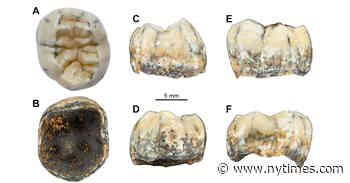 Tooth of an Ancient Girl Fills Gap in Human Family Tree