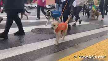 Oregon Humane Society's 'Doggie Dash' returns - Fox 12 Oregon