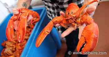 Lobster season opens off eastern Cape Breton on Saturday - Saltwire