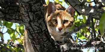 Um Vögel zu schützen: Katzenbesitzer müssen ihre Tiere monatelang einsperren