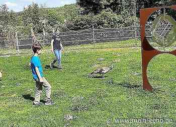 Wo eine herrenlose Pfauendame ein neues Zuhause in Marktheidenfeld gefunden hat - Main-Echo