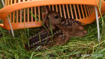 Felder erstmals mit Drohne abgesucht: Landwirt Alfons Kruse aus Papenburg rettet sechs Rehkitzen das Leben - NOZ