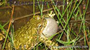 Un coro de sapos en Sinarcas - Levante-EMV