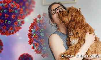 Coronavirus: Dogs as effective at spotting COVID-19 as PCR tests, study shows - Express