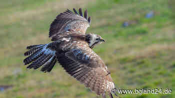 Berchtesgaden/Hilpoltstein: Der im Vorjahr ausgewilderter Vogel sendet seit Mitte April keine Daten mehr – ... - bgland24.de