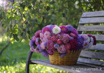 Astro American Beauty: un gran bel fiore dai colori delicati - Prima Vercelli
