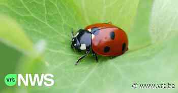 5.000 lieveheersbeestjes moeten sparren in Arboretum Kalmthout redden van luizen - VRT NWS
