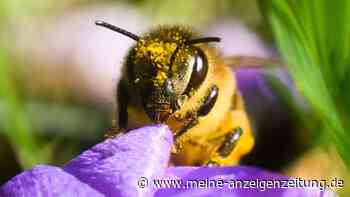 Sortenreine Honige: Warum Bienen bestimmte Blüten bevorzugen