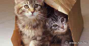 Kitten oplichter riskeert twee maanden cel | Harelbeke | hln.be - Het Laatste Nieuws
