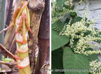 Council urge people to get in touch if they spot Japanese Knotweed - Lancashire Telegraph