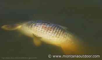DNR completes investigation of common carp mortality on Lake Orion (2021) - Montana Outdoor Radio Show