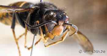 Aziatische hoornaars ook in Brussel gespot | Brussel | hln.be - Het Laatste Nieuws