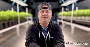 Cannabis queue: Farms, entrepreneurs in Cayuga County area await industry's launch - The Citizen