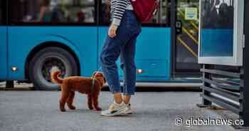 All aboard the puppy bus – Calgary Transit to partner with AARCS on Wednesday