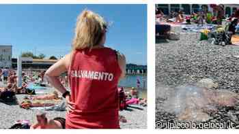 A Trieste esplode già l’estate: pienone a Barcola e al Pedocin, ma c’è il problema meduse spiaggiate - Il Piccolo