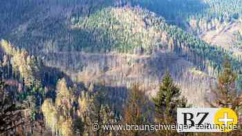 Förster suchen in Braunschweig grünen Zweig für ihre Branche