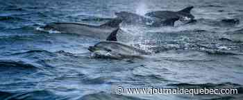 Des espèces de dauphins de 20 millions d'années identifiées en Suisse