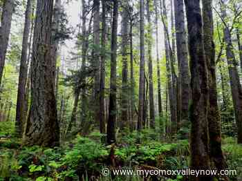 Comox Valley Land Trust receives $3.5M in federal funding for projects in Puntledge River watershed - My Comox Valley Now