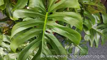 Monstera pflegen: Schnelle Hilfe bei braunen und gelben Blättern