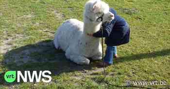 Lowieke uit Bocholt is een acterende alpaca: "Hij kan liggen en kusjes geven op commando" - VRT NWS