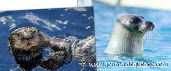 L’Aquarium du Québec: bonjour les loutres, adieu les morses