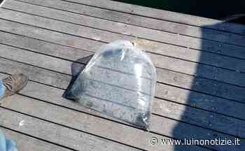 Luino, immesse nel lago 3.000 piccole trote marmorate e 7.000 avannotti di trote fario - Luino Notizie