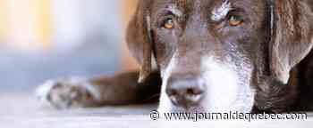 Posséder un animal, un fardeau?