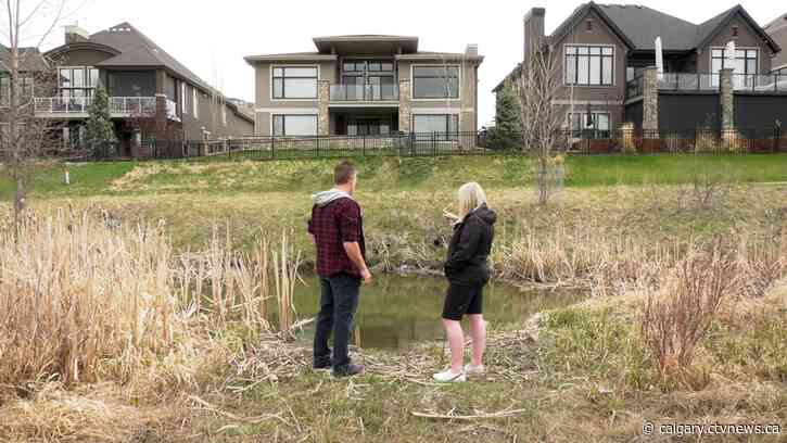 Calgarians rescue trapped beaver in southeast community of Riverstone