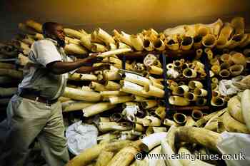Zimbabwe seeks backing to sell stockpile of seized elephant ivory - Ealing Times