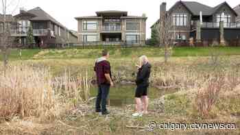 Leg-hold traps questioned after beaver rescued in southeast Calgary | CTV News - CTV News Calgary