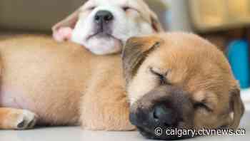 Calgary Transit hosts 'Puppy Bus' with AARCS animals on Wednesday morning | CTV News - CTV News Calgary
