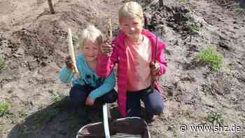 Selbstversuch in Hohn: Spargel zum Selberstechen: „Man fühlt sich, als hätte man einen Schatz gefunden“ | shz.de - shz.de