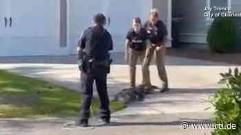 Tierischer Polizei-Einsatz: Alligator auf Weg zur Grundschule - mit vereinten Kräften gestoppt - RTL Online
