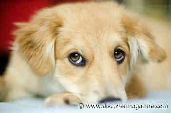 Our Dogs Do Manipulate Us, According to Science