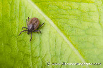 What You Need to Know About Lyme Disease